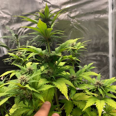 Runtz Auto growlog timeline photo