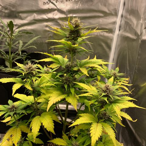 Runtz Auto growlog timeline photo
