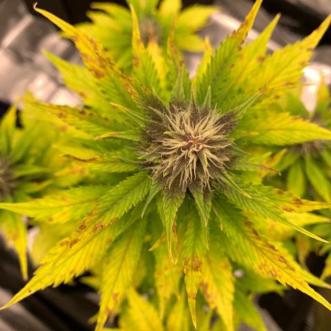 Runtz Auto growlog timeline photo