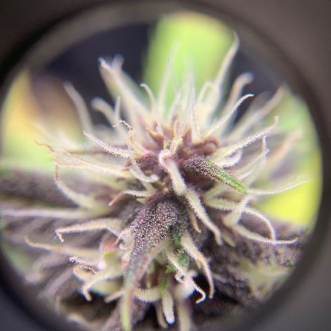 Runtz Auto growlog timeline photo