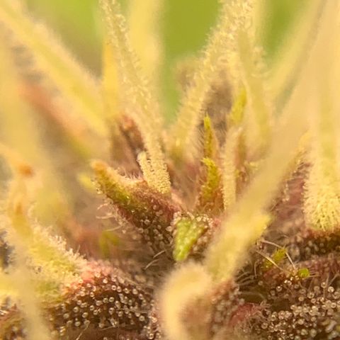 Runtz Auto growlog timeline photo