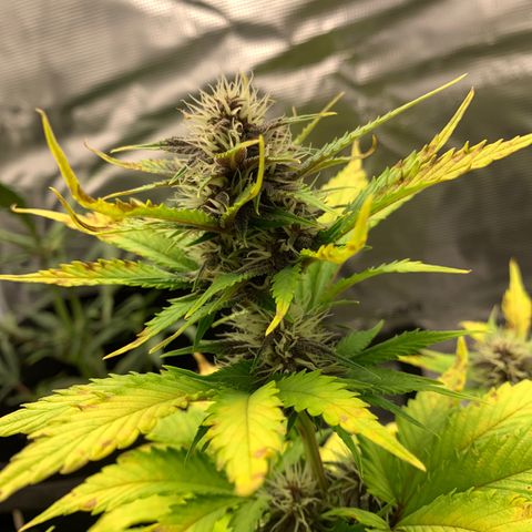 Runtz Auto growlog timeline photo