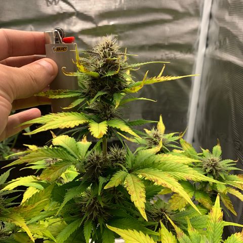 Runtz Auto growlog timeline photo