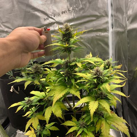 Runtz Auto growlog timeline photo