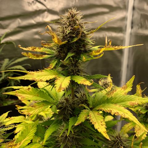 Runtz Auto growlog timeline photo