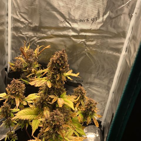Runtz Auto growlog timeline photo