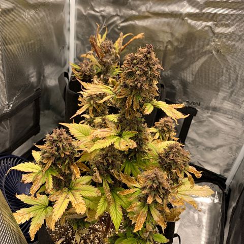 Runtz Auto growlog timeline photo