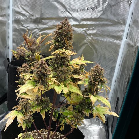 Runtz Auto growlog timeline photo