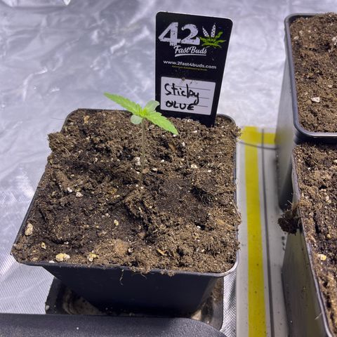 Sticky glue growlog timeline photo
