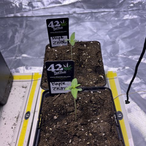 Purple Zkittlez RBX growlog timeline photo
