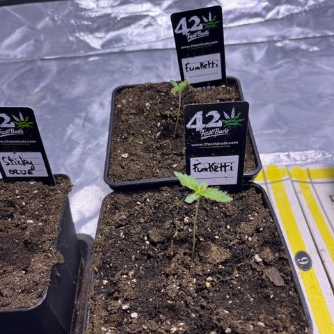 Funkfetti growlog timeline photo