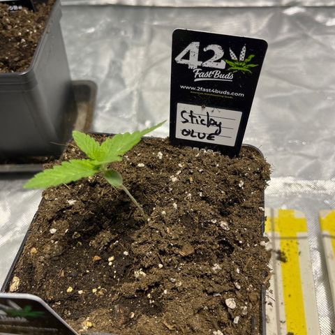 Sticky glue growlog timeline photo