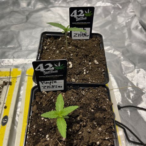 Purple Zkittlez RBX growlog timeline photo