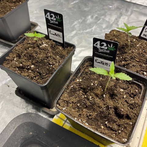 Funkfetti growlog timeline photo