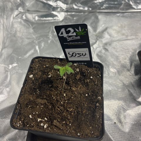 Soju growlog timeline photo