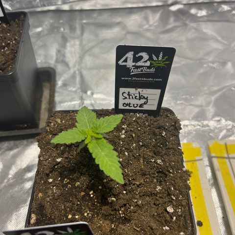 Sticky glue growlog timeline photo