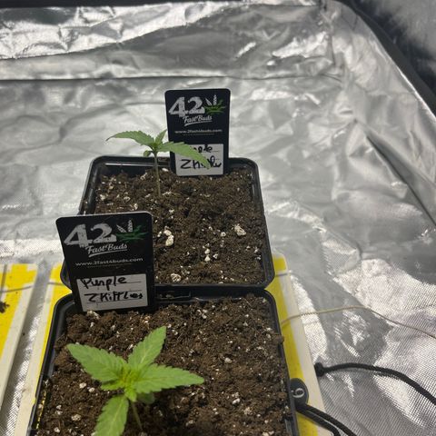 Purple Zkittlez RBX growlog timeline photo