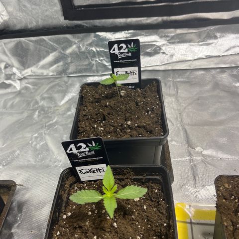 Funkfetti growlog timeline photo