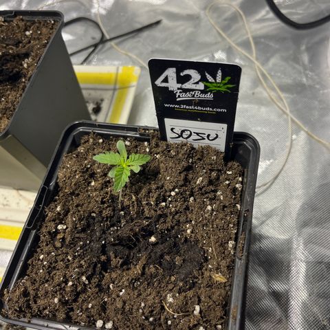 Soju growlog timeline photo