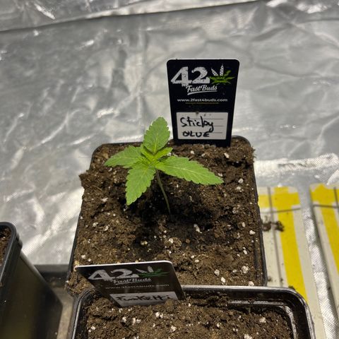 Sticky glue growlog timeline photo