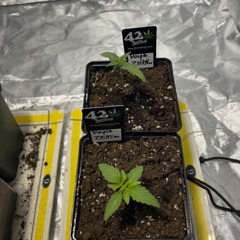 Purple Zkittlez RBX growlog timeline photo