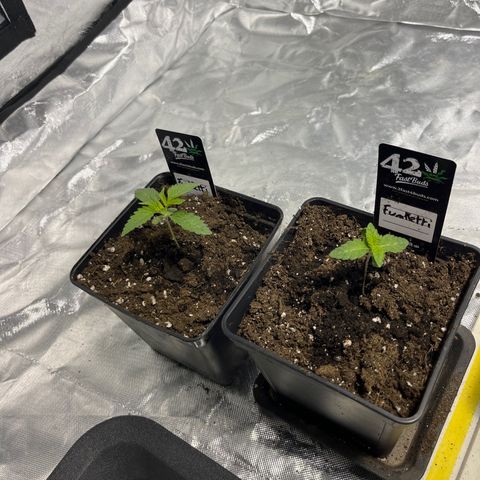 Funkfetti growlog timeline photo