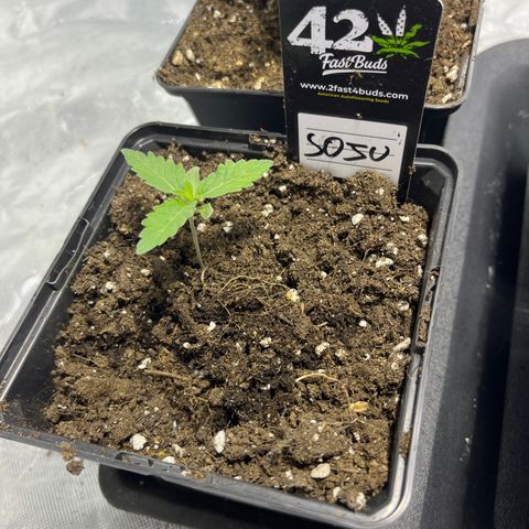 Soju growlog timeline photo