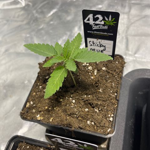 Sticky glue growlog timeline photo
