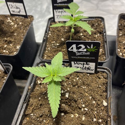 Purple Zkittlez RBX growlog timeline photo