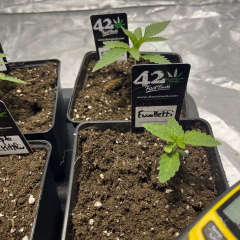 Funkfetti growlog timeline photo