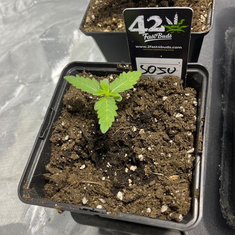 Soju growlog timeline photo