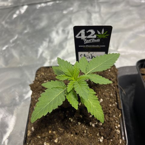 Sticky glue growlog timeline photo