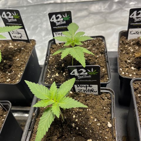 Purple Zkittlez RBX growlog timeline photo