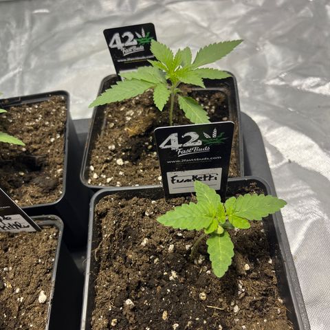 Funkfetti growlog timeline photo