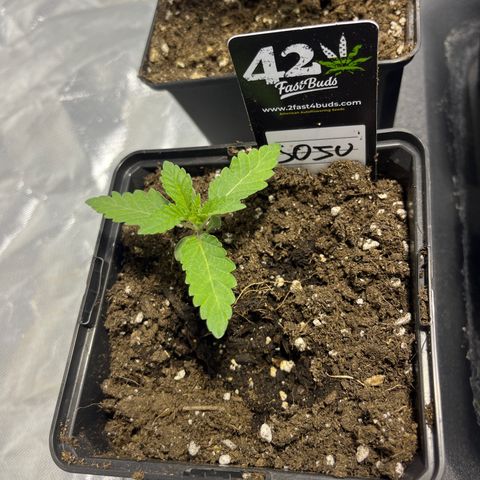 Soju growlog timeline photo