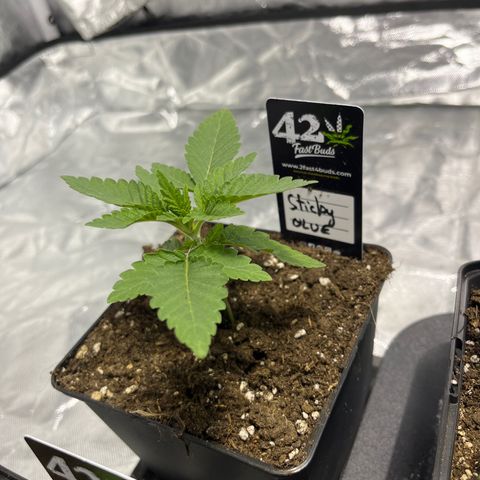 Sticky glue growlog timeline photo