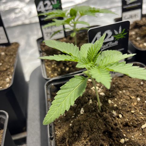 Purple Zkittlez RBX growlog timeline photo