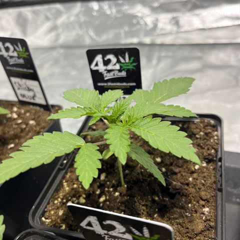 Purple Zkittlez RBX growlog timeline photo