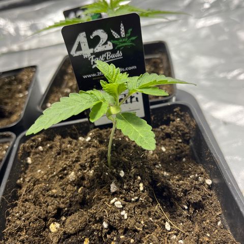 Funkfetti growlog timeline photo