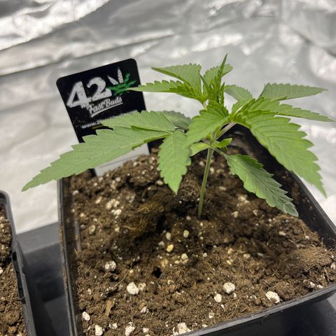 Funkfetti growlog timeline photo