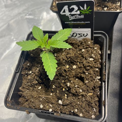Soju growlog timeline photo