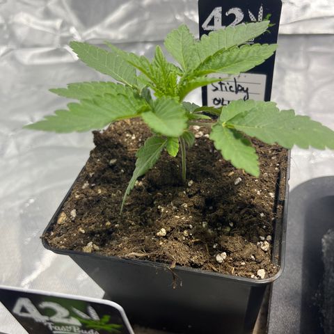 Sticky glue growlog timeline photo