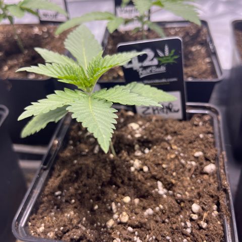 Purple Zkittlez RBX growlog timeline photo