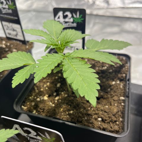 Purple Zkittlez RBX growlog timeline photo