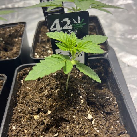 Funkfetti growlog timeline photo