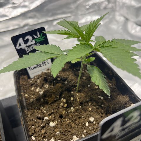 Funkfetti growlog timeline photo