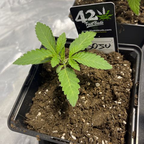 Soju growlog timeline photo
