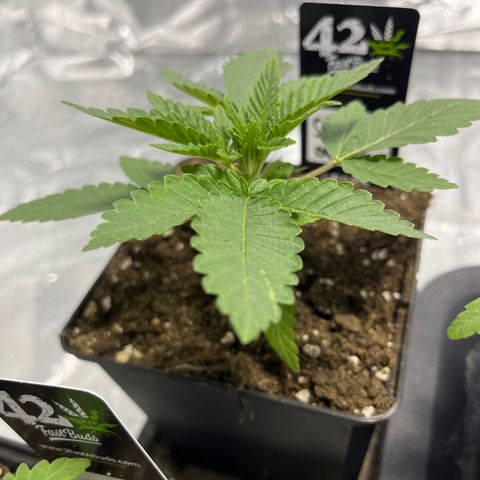 Sticky glue growlog timeline photo