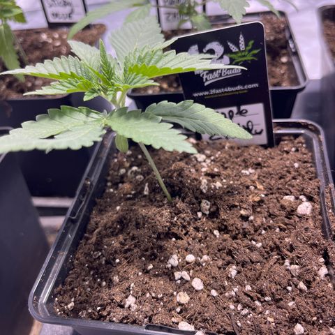 Purple Zkittlez RBX growlog timeline photo