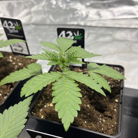 Purple Zkittlez RBX growlog timeline photo